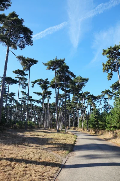 Walking path in Bois de Boulogne, Paris — Stock Photo, Image