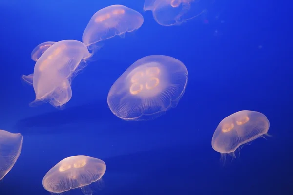 Pequeñas medusas blancas translúcidas — Foto de Stock