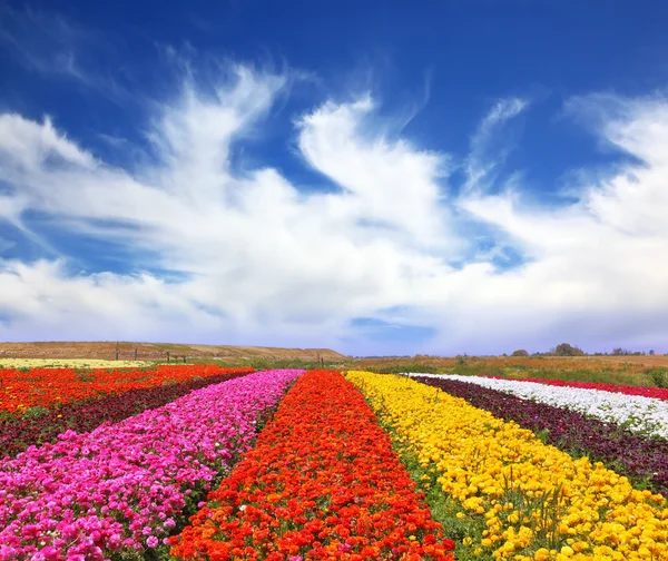 Τα πεδία των πολύχρωμων λουλουδιών — Φωτογραφία Αρχείου