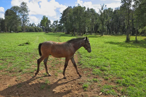 Pensioen voor Arabische paarden fokken — Stockfoto