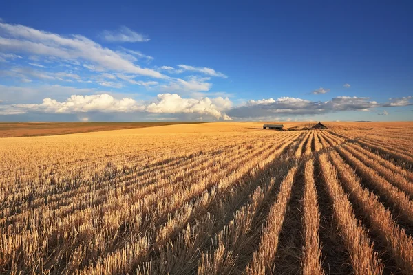 De oogst op het gebied van montana — Stockfoto