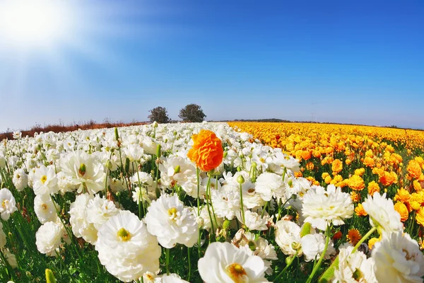 The Ranunculus asiaticus — Stock Photo, Image