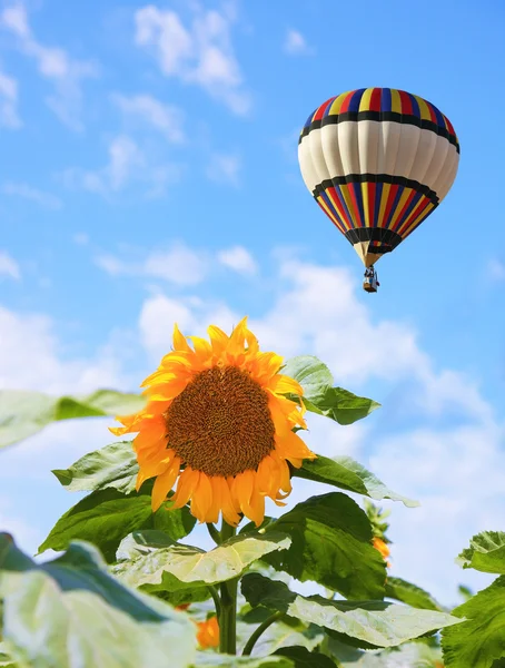 O balão voando sobre um campo de girassóis — Fotografia de Stock
