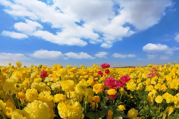 The yellow buttercups - ranunculus — Stock Photo, Image