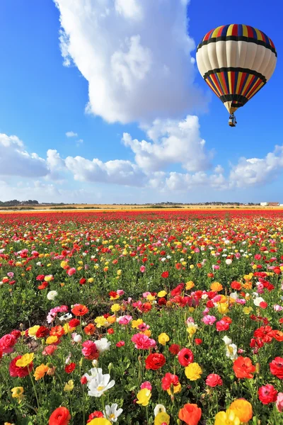 Bright balloon flies over field  of buttercups. — Stock Photo, Image