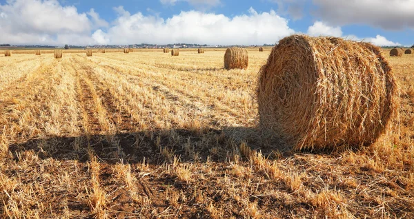 Det stora gula fältet efter skörd — Stockfoto