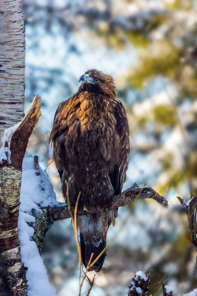 Orzeł Białogłowy Laponia Słoneczny Zimowy Dzień Snowy Las Iglasty Koncepcja — Zdjęcie stockowe