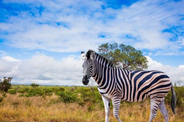  Afrika 'ya egzotik bir yolculuk. Meşhur Kruger Park. Burchella Zebra - Güney Afrika 'da yassı zebra yaşıyor. Zebra yeşil çalılıklarda otluyor. Ekolojik ve fotoğraf turizmi kavramı