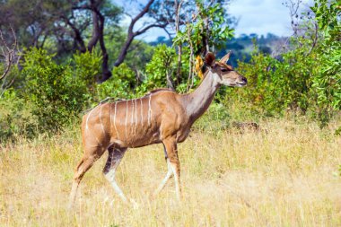  Güney Afrika. Hayvanlar Afrika bozkırlarında özgürce yaşar ve hareket eder. Kruger Parkı. Dişi kudu akasya bozkırlarında otlar. Aktif, egzotik, ekolojik ve fotoğraf turizmi kavramı