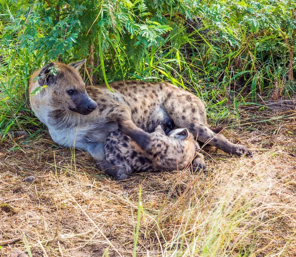Hyena Spatřila Dravého Savce Velkou Kočku Hyena Krmí Své Novorozence — Stock fotografie
