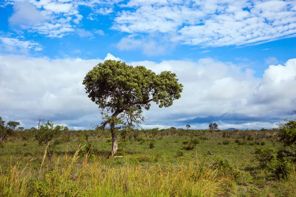 Południowa Afryka Park Krugera Sawanna Afrykańska Płaski Step Porośnięty Żółtą — Zdjęcie stockowe