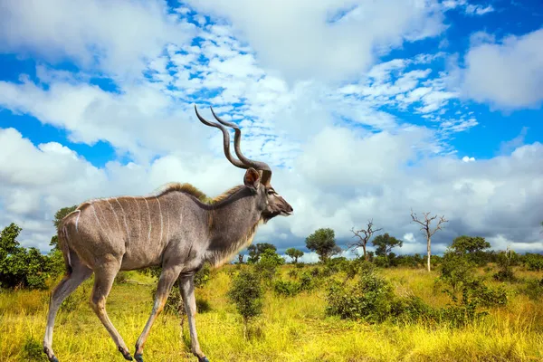 Enorme Kudu Mannetje Met Lange Hoorns Graast Een Struik Tussen — Stockfoto