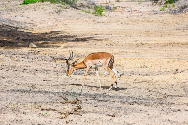 Safari Národním Parku Masai Mara Keňa Thomsonova Gazela Ekologický Aktivní — Stock fotografie