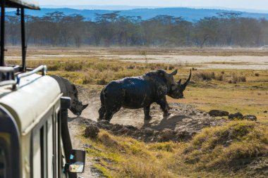 Turistler doğal ortamlarında vahşi hayvanların fotoğraflarını çekiyorlar. Muhteşem vahşi gergedan su içmek için göle gider. Meşhur Afrika Büyük Beşlisi. Büyük Yarık Vadisi 'ndeki Afrika bozkırları