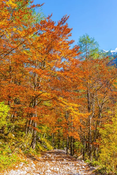 Sentiero Pedonale Nella Foresta Estate Indiana Kamensko Alpi Savinskij Giornata — Foto Stock