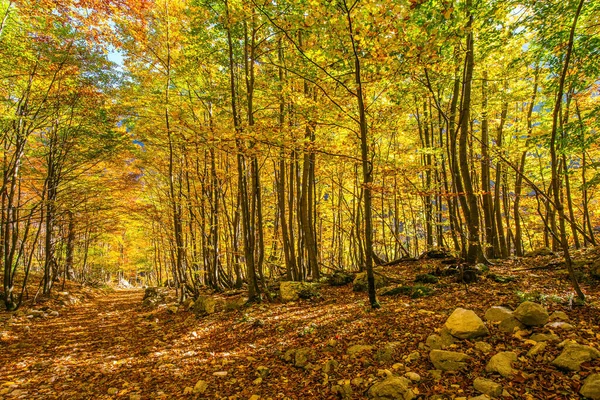 Magnífico Outono Dourado Nas Montanhas Eslovénia Vale Logarska Caminho Terra — Fotografia de Stock