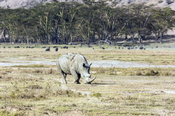 Savana Africana Sulle Rive Del Lago Nakuru Rinoceronte Solitario Che — Foto Stock