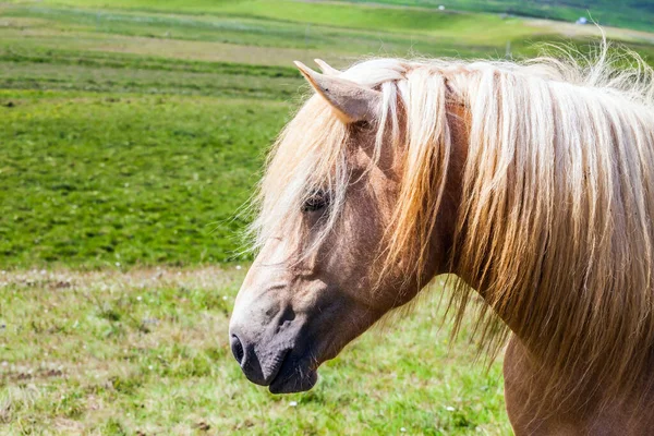 Портрет Прямовисного Коня Світлою Гривою Гарні Добре Доглянуті Ісландські Коні — стокове фото