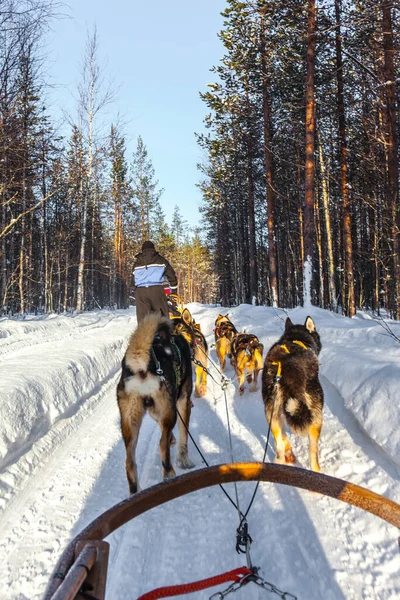 Rodelbaan Wordt Gerold Diepe Sneeuw Team Van Husky Honden Draagt — Stockfoto