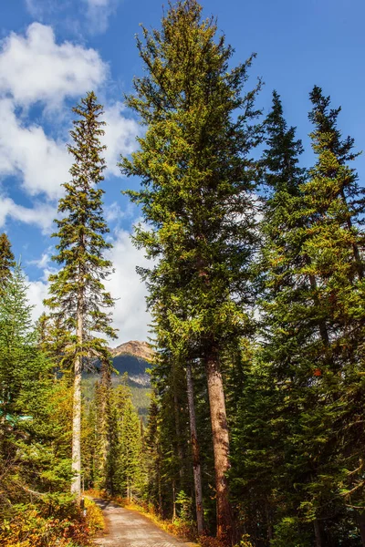 Kanadensiska Klippiga Bergen Kanada Pittoreska Gågata Skogen Tidig Morgon Promenad — Stockfoto