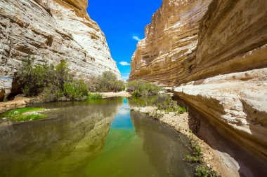 Kanyonda çimlerle kaplı sığ bir su birikintisi. Ein Avdat Vadisi, Negev Çölü 'ndeki Qing Nehri tarafından kurulmuştur. İsrail. Aktif ve fotoğraf turizmi kavramı
