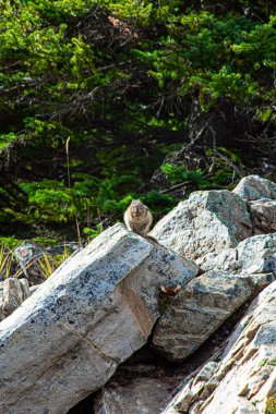 Moraine Dağı kıyısında. Muhteşem Kanada Kayalıkları. Bulutlu ve soğuk bir sonbahar günü. Kuzey Kanada 'ya seyahat. 