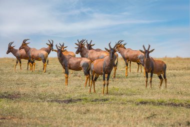  Afrika savanasına muhteşem bir gezi. Kenya. Büyük bir antilop sürüsü Tsessebe birlikte otluyor. Masai Mara Ulusal Parkı 'nda Safari. Ekolojik, aktif ve fototürizm kavramı