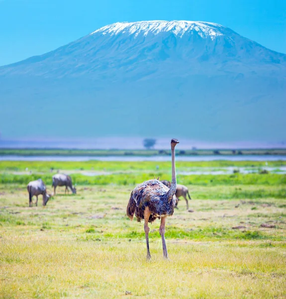 Avestruzes Africanas Pastando Savana Pico Monte Kilimanjaro Com Boné Neve — Fotografia de Stock