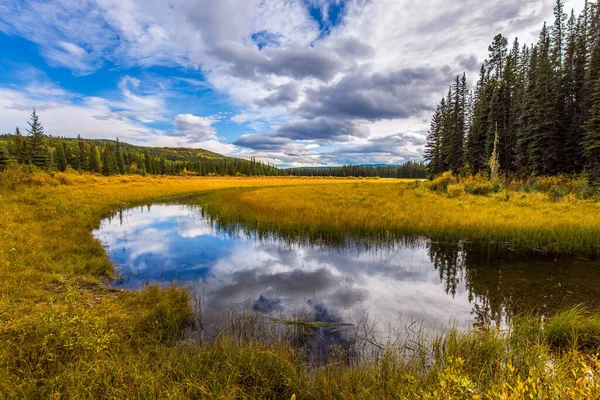 Pittoreske Canadese Rockies Naaldgroen Bos Tussen Ondiepe Meren Moerassen Geel — Stockfoto