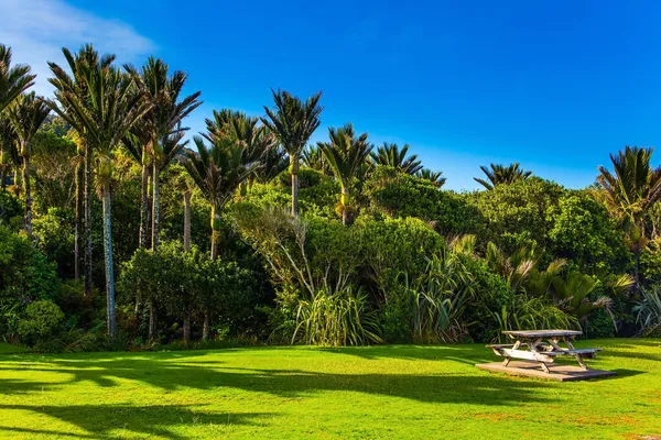 Uroczy Zielony Trawnik Gaju Palmowym Wybrzeże Oceanu Spokojnego Wyspa Południowa — Zdjęcie stockowe