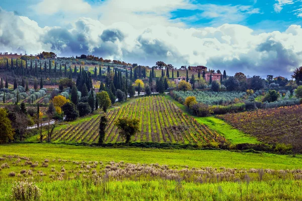 Turismo Rural Granja Toscana Limpio Hileras Suaves Viñedos Colinas Suaves —  Fotos de Stock