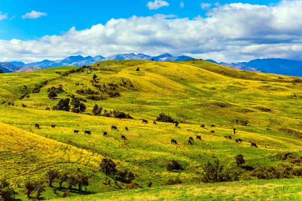 Large Herd Cows Grazes Green Slope Mountain Fabulous Country New — Stock Photo, Image