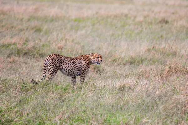 Rodina Gepardů Kráčí Vysoké Trávě Savany Kenio Predátorští Savci Parku — Stock fotografie