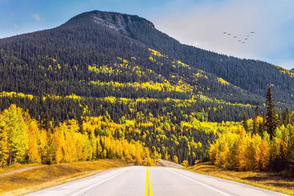 加拿大落基山脉白桦树和白杨树的黄色叶子与绿色针叶树混合在一起 柏油公路通往亚伯拉罕湖 — 图库照片