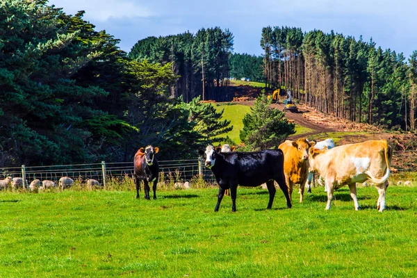 収穫後の畑 緑の芝生の丘の上にカラフルな牛の放牧の大規模な群れ ニュージーランドの南の島 南の景勝地 写真観光の概念 — ストック写真