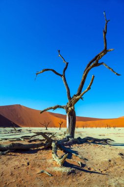 Sussussflay Gölü 'nün dibinde. Ölü ağaçlı ölü göl. Namib Naukluft çölüne büyük bir yolculuk. Egzotik, ekstrem ve fotoğraf turizmi kavramı