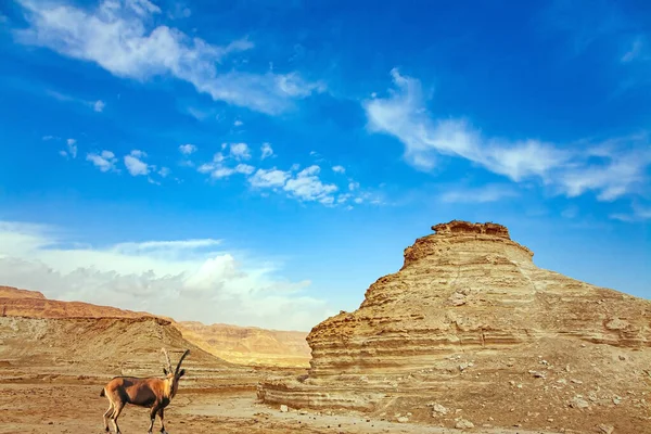 Cabra Montaña Pastando Entre Las Colinas Israel Antiguas Montañas Desiertos — Foto de Stock