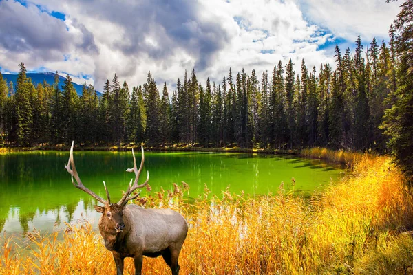 Noble Branched Deer Grazing Tall Grass Small Lake Cold Green — Stock Photo, Image