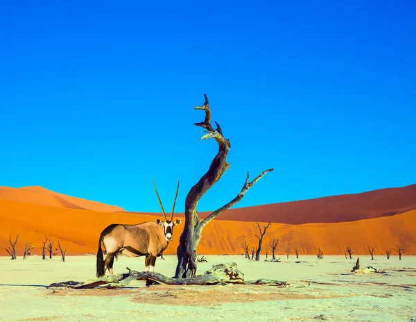 Grand Voyage Namibie Désert Namib Naukluft Visage Noir Blanc Antelope — Photo