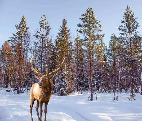 뿔달린 뿔달린 가문비나무가눈으로덮였다 북반구의 겨울해는 지평선에 겨울에는 북쪽으로 크리스마스는 — 스톡 사진