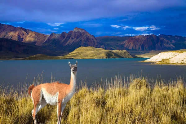 Guanaco Dziki Wielbłąd Który Mieszka Ameryce Południowej Argentyna Patagonia Park — Zdjęcie stockowe