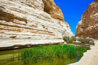 Ein Avdat kanyonu, Negev Çölü 'ndeki Qing Nehri tarafından kurulmuştur. Yeşilimsi ayna gölünde sazlıklar büyür. İsrail. Aktif ve fotoğraf turizmi kavramı