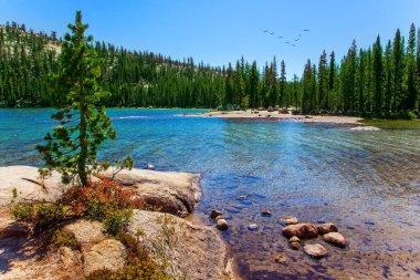 Tioga Yolu. Dağların eteklerindeki Evergreen ormanı Tenaya gölünü çevrelemektedir. Güneşli bir sonbahar günü. Göçmen kuş sürüsü gölün üzerinde uçuyor.. 