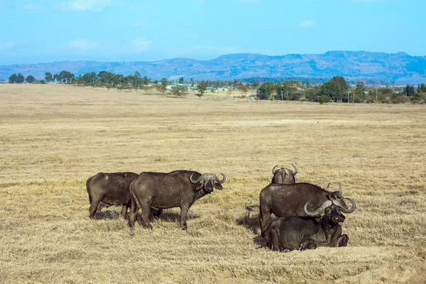 Magnífica Manada Búfalos Descansando Hierba Sabana Los Famosos Cinco Grandes — Foto de Stock