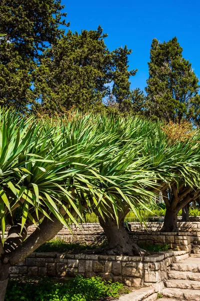 Israel Los Macizos Flores Verdes Están Plantados Con Repisas Lado — Foto de Stock