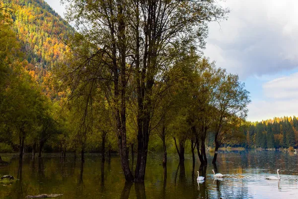 노란색 나무들 이호수에 반사되어 이탈리아의 호수에 미티스에 아름다운 — 스톡 사진