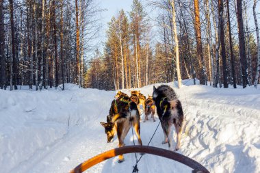  Kızak koşusu derin karda yuvarlandı. İri köpeklerden oluşan bir ekip turistlerle birlikte kızak taşıyor. Güneş ufukta batıyor. Noel Baba 'ya git. Kuzey Kutbu. Laponya