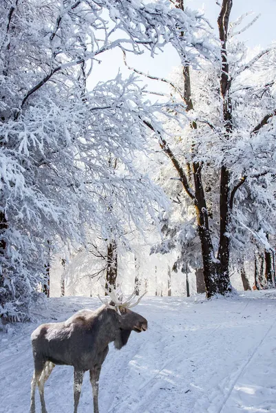 겨울에는 북쪽으로 속에서 북반구의 겨울해는 지평선에 눈으로 가문비나무 — 스톡 사진