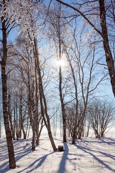 Courte Journée Hiver Arctique Forêt Hivernale Trembles Bouleaux Laponie Par — Photo