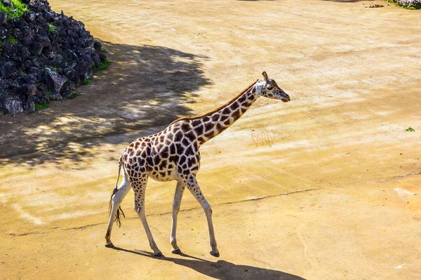 Great Zoo Auckland New Zealand Giraffe Zoo Important Conservation Fauna — Stock Photo, Image